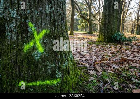 550 trees cut down, victims of diseases and climate change, Bron, Central-Eastern France Stock Photo