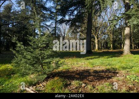 550 trees cut down, victims of diseases and climate change, Bron, Central-Eastern France Stock Photo