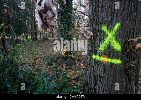 550 trees cut down, victims of diseases and climate change, Bron, Central-Eastern France Stock Photo