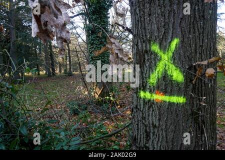 550 trees cut down, victims of diseases and climate change, Bron, Central-Eastern France Stock Photo