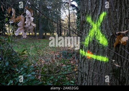 550 trees cut down, victims of diseases and climate change, Bron, Central-Eastern France Stock Photo