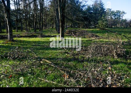 550 trees cut down, victims of diseases and climate change, Bron, Central-Eastern France Stock Photo