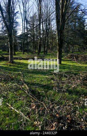 550 trees cut down, victims of diseases and climate change, Bron, Central-Eastern France Stock Photo