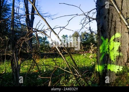 550 trees cut down, victims of diseases and climate change, Bron, Central-Eastern France Stock Photo