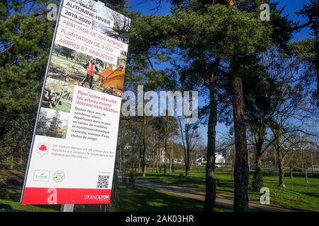 550 trees cut down, victims of diseases and climate change, Bron, Central-Eastern France Stock Photo