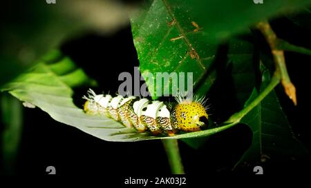 Yellow-white caterpillar on leaf in the Amazon rainforest in Peru Stock Photo