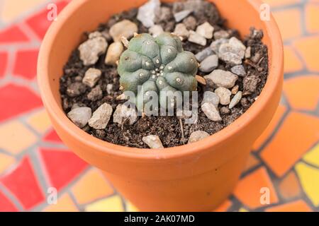 Peyote plant growing in a pot Stock Photo