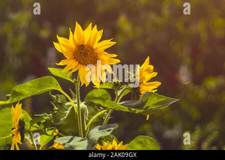 Sunflowers with bees, green leaves, in garden Stock Photo