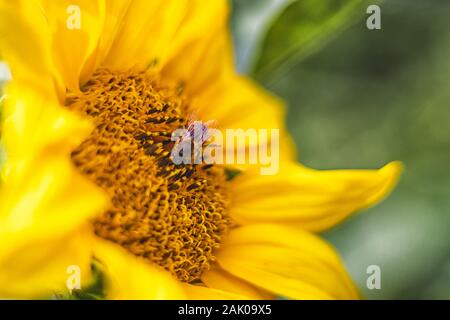 Flower sunflower with pollinating bee Stock Photo