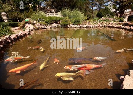 Fish in clear artificial lake Stock Photo