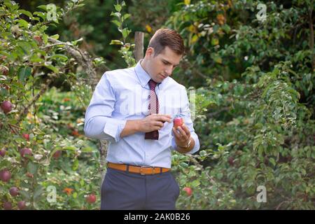 Young man in apple orchard studies apple. Stock Photo