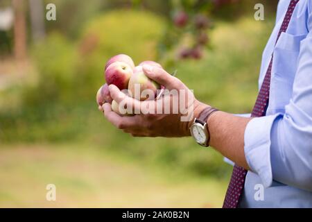 Close up shot of man standing outside with handful of apples. Stock Photo
