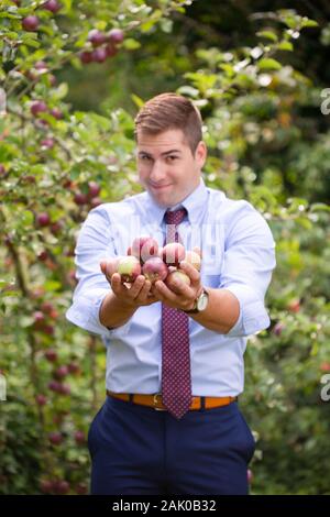 Smiling man in tie with handful of apples in orchard. Stock Photo