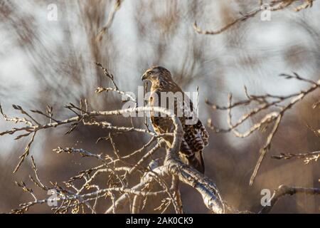 A Red Tailed Hawk perched on a tree branch waiting for its victim in Vian, Oklahoma 2019 Stock Photo