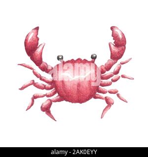 Vector red crab illustration watercolor hand drawn marine aquatic life animal isolated on white Stock Vector