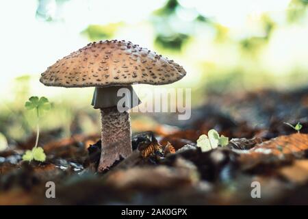 mushroom in forest - Blusher / Amanita rubescens (edible fungus), in leaves, side view