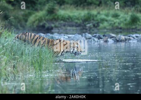 Siberian tiger is a Panthera tigris population in the Far East Stock Photo