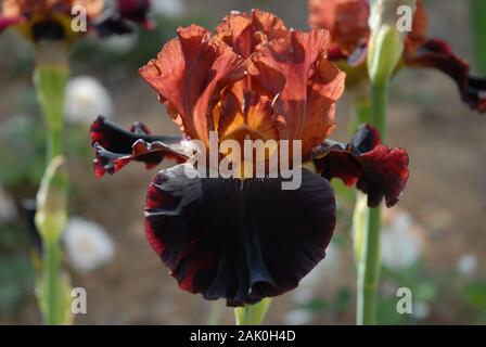 Tall Bearded Iris, Terra del Fuoco, single bicolor bloom Stock Photo