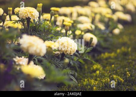 Tagetes patula, the French marigold - light yellow flowers in the flower bed Stock Photo