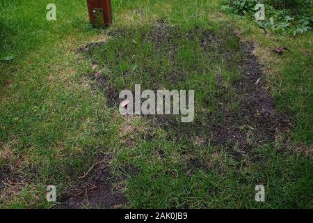 young grass grows after sowing in a damaged place Stock Photo