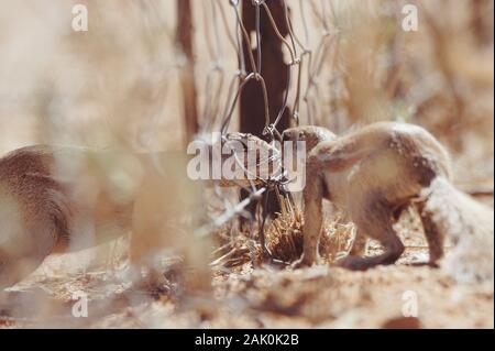 ground squirrels looking each other at fence in Namibia Stock Photo