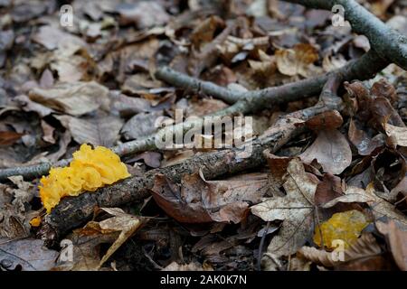 yellow brain, a parasitic fungus on a withered branch in the forest Stock Photo