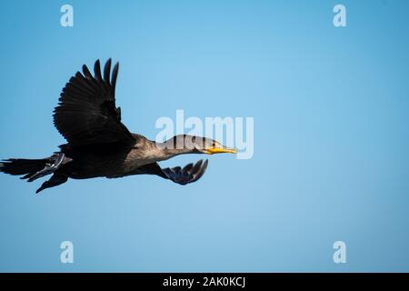 Double-crested Cormorant flying over the St. Lawrence River Stock Photo