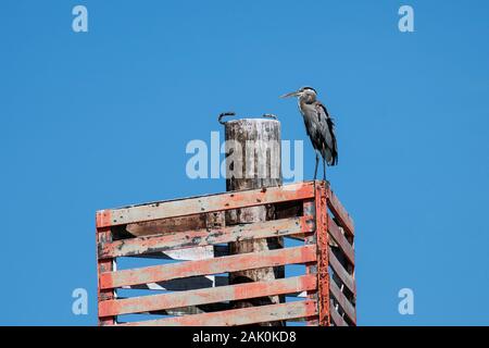 Great Blue Heron perched on a boat navigation structure Stock Photo