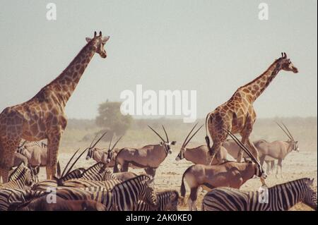 giraffes walking in front of oryx and zebras in Namibia (Africa) Stock Photo