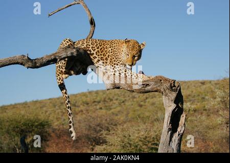 leopard hanging on tree branch Stock Photo