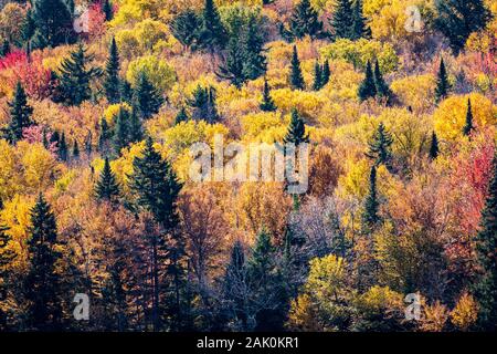 Aerial view of a colorful autumn forest. Stock Photo