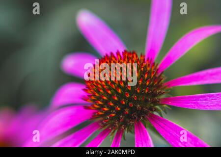 blooming Echinacea purpurea flower, detail of head and petals, blurred background Stock Photo