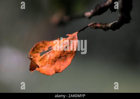 single red autumn leaf on apple tree branch, dark blurred background, close up view Stock Photo