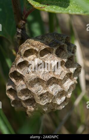Nest of Paper wasp (Polistes nimpha) attached to the branch of a bush Stock Photo