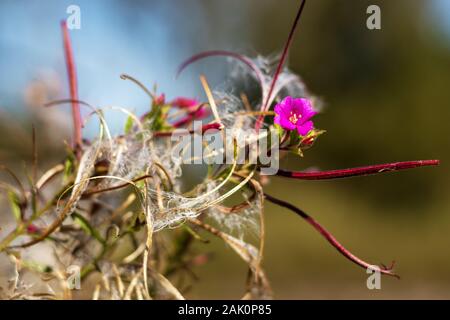 Flowering Epilobium parviflorum ( hoary willowherb, smallflower hairy willowherb ) - Close-up view of red flower, fluff and seeds Stock Photo