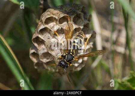 Paper wasp (Polistes nimpha) and its nest attached to the branch of a bush Stock Photo