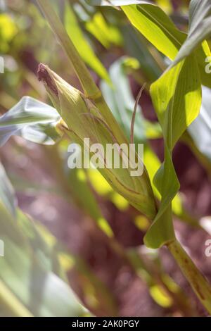 Corn on the cob - Mature maize ear on a stalk with leaves, in a cornfield Stock Photo