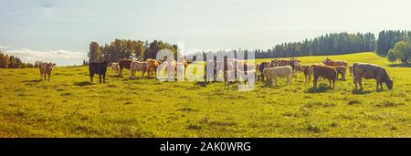 Beef cattle - herd of cows grazing in the pasture in hilly landscape, grassy meadow in the foreground, trees and forests in the background, blue sky Stock Photo