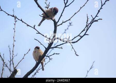 Couple of Eurasian tree sparrow birds. Passer montanus sitting on branch of tree. Stock Photo