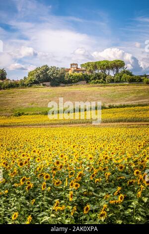 Gorgeous Sunflowers Field in the Tuscan Countryside, Italy Stock Photo ...