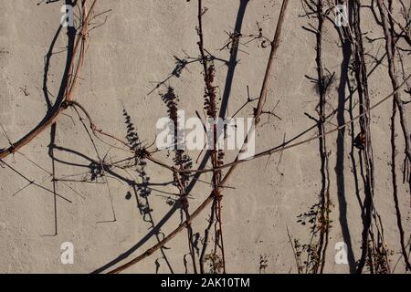 Dry plants casting shadows on a gray concrete wall on a sunny day Stock Photo