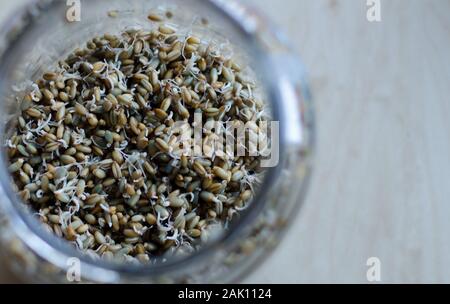 A jar filled with whole rye grains that are sprouting. Stock Photo