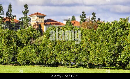 Urban citrus orchard still producing fruit in the middle of Silicon Valley; residential buildings visible in the background; San Jose, California Stock Photo