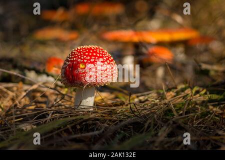 Amanita muscaria, the fly agaric - close-up view of a young little mushroom in the forest, in the background more toadstools Stock Photo