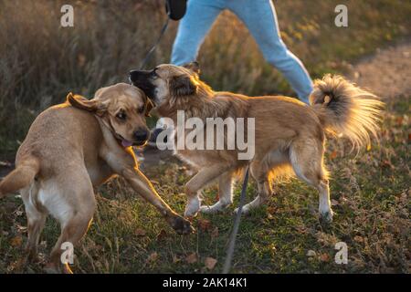 Two dogs are playing outside. Funny face of labrador puppy during the game with mixed-breed dog. Stock Photo