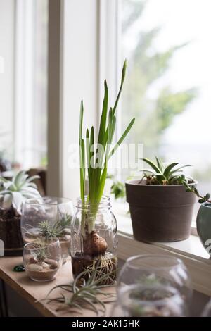 Narcissus papyraceus bulbs growing in jar among other plants on a ledge next to a window. Stock Photo