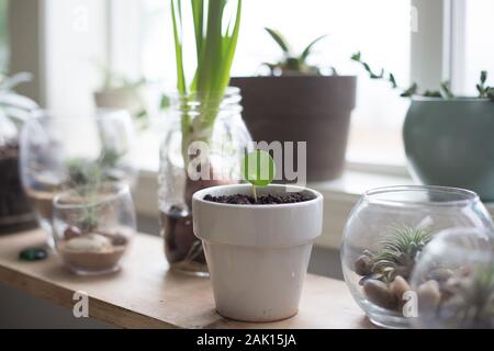 A propagated Pilea peperomioides leaf, among other plants on a ledge next to a window. Stock Photo