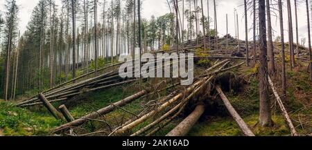 uprooted trees - broken and fallen trees (spruces) in the forest, after a strong wind Stock Photo