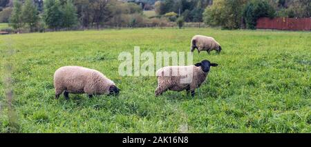 sheep on meadow - group of three sheep grazing on green grass Stock Photo