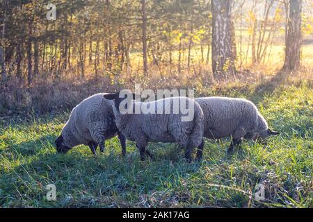 sheep on pasture - small flock of sheep on meadow near forest, sunset Stock Photo